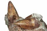 Nine Phytosaur (Redondasaurus) Teeth In Sandstone - New Mexico #62901-5
